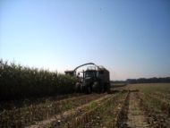Siláž kukuřice v Polance nad Odrou