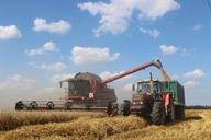 Žně pšenice 2017