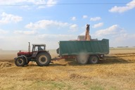 Žně pšenice 2017